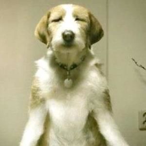 Meet your Posher, Steve